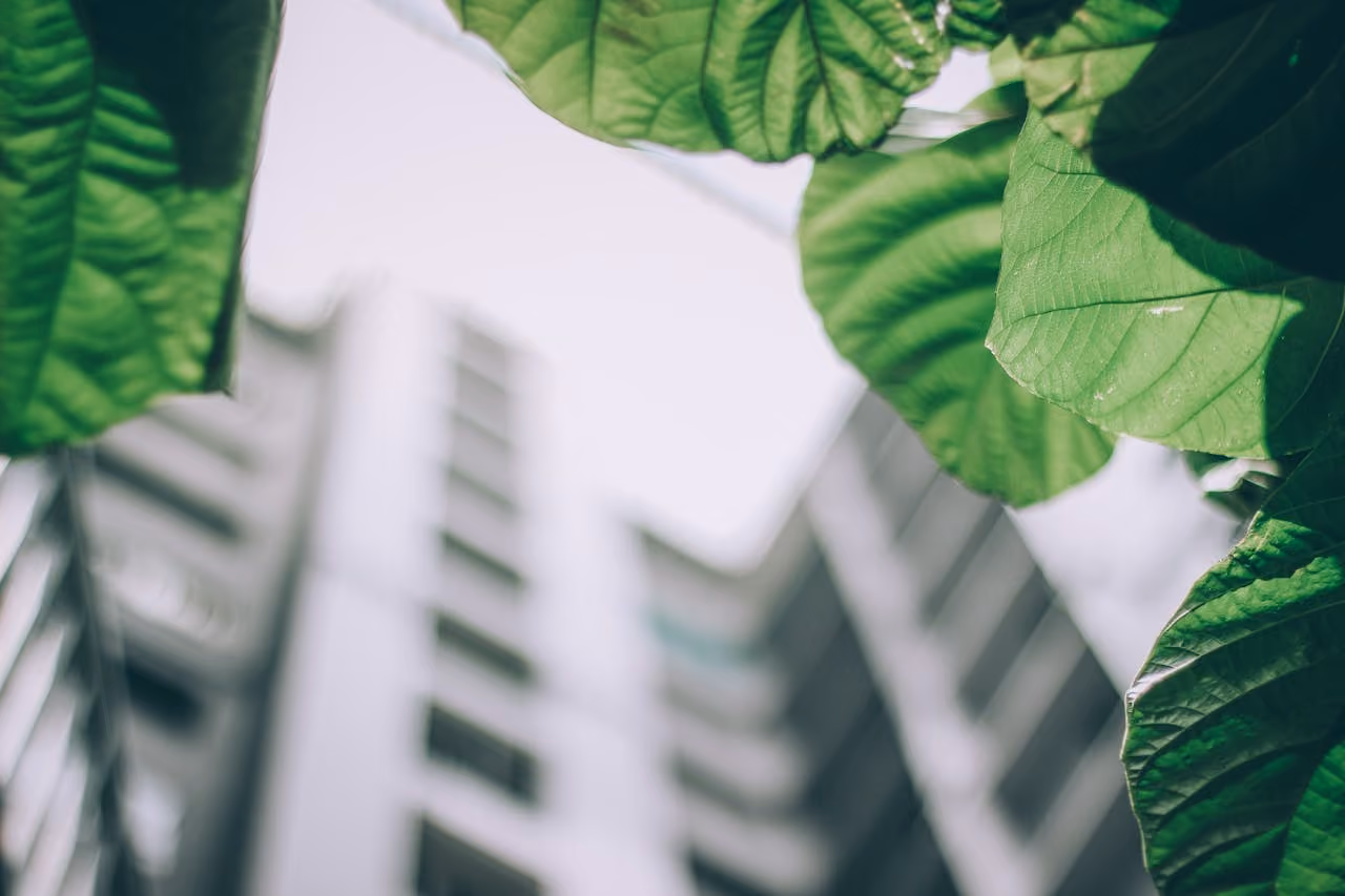 Close-up of large green leaves with a blurred modern building in the background.