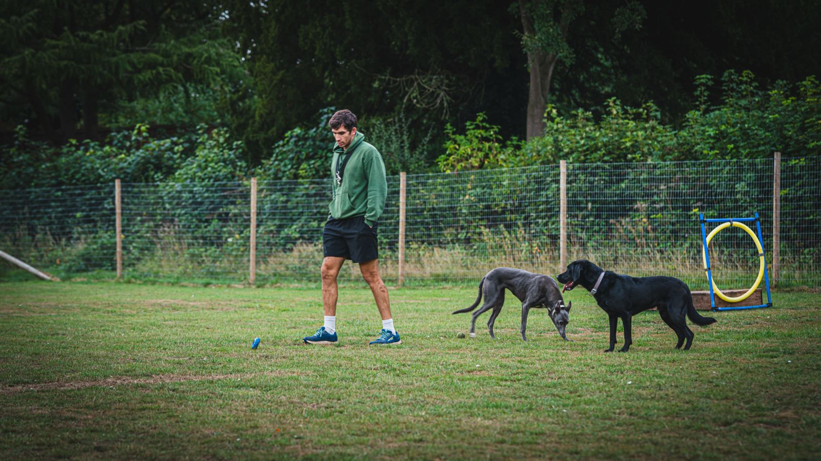 Dogs playing the field
