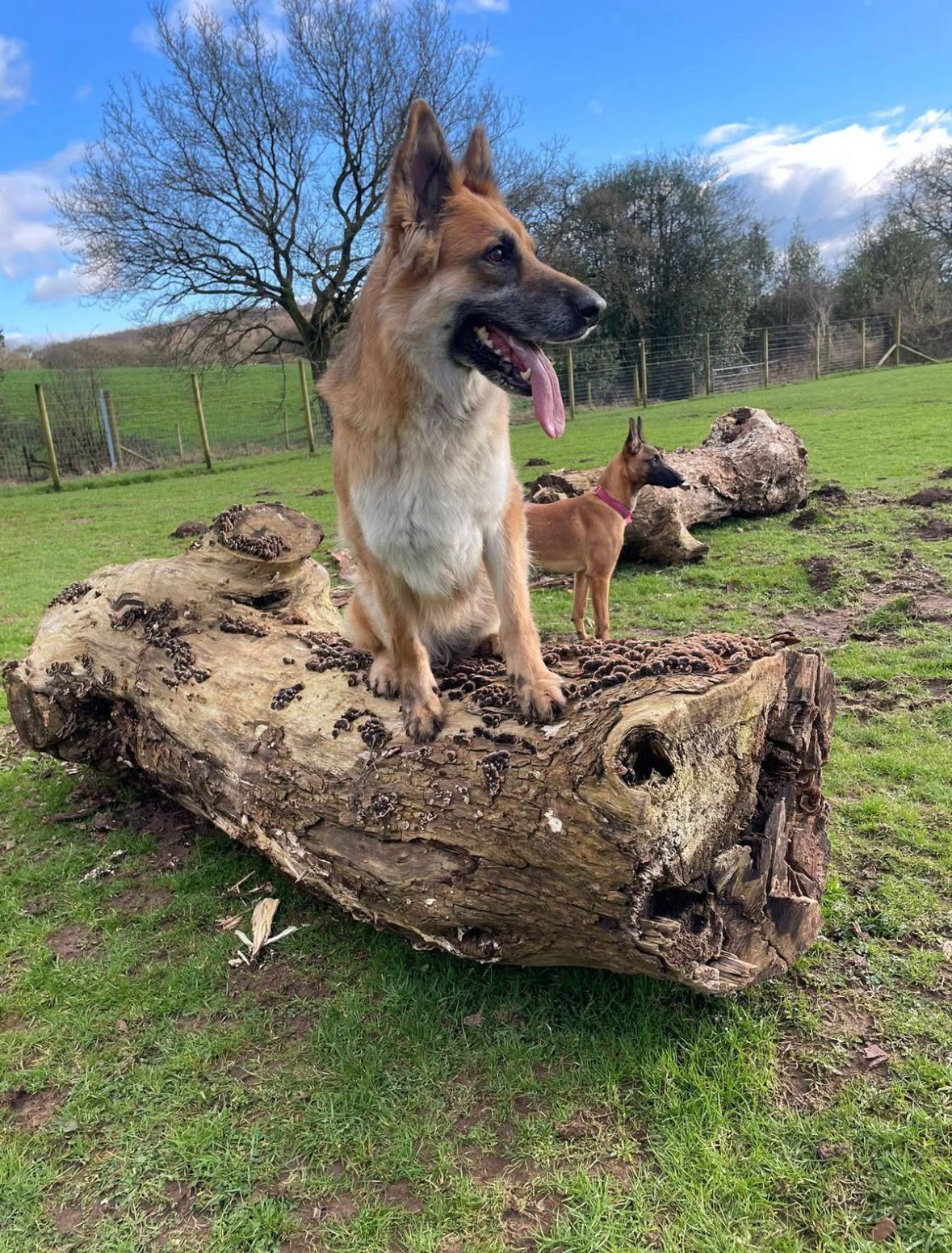 A dog in a field of mucky pup