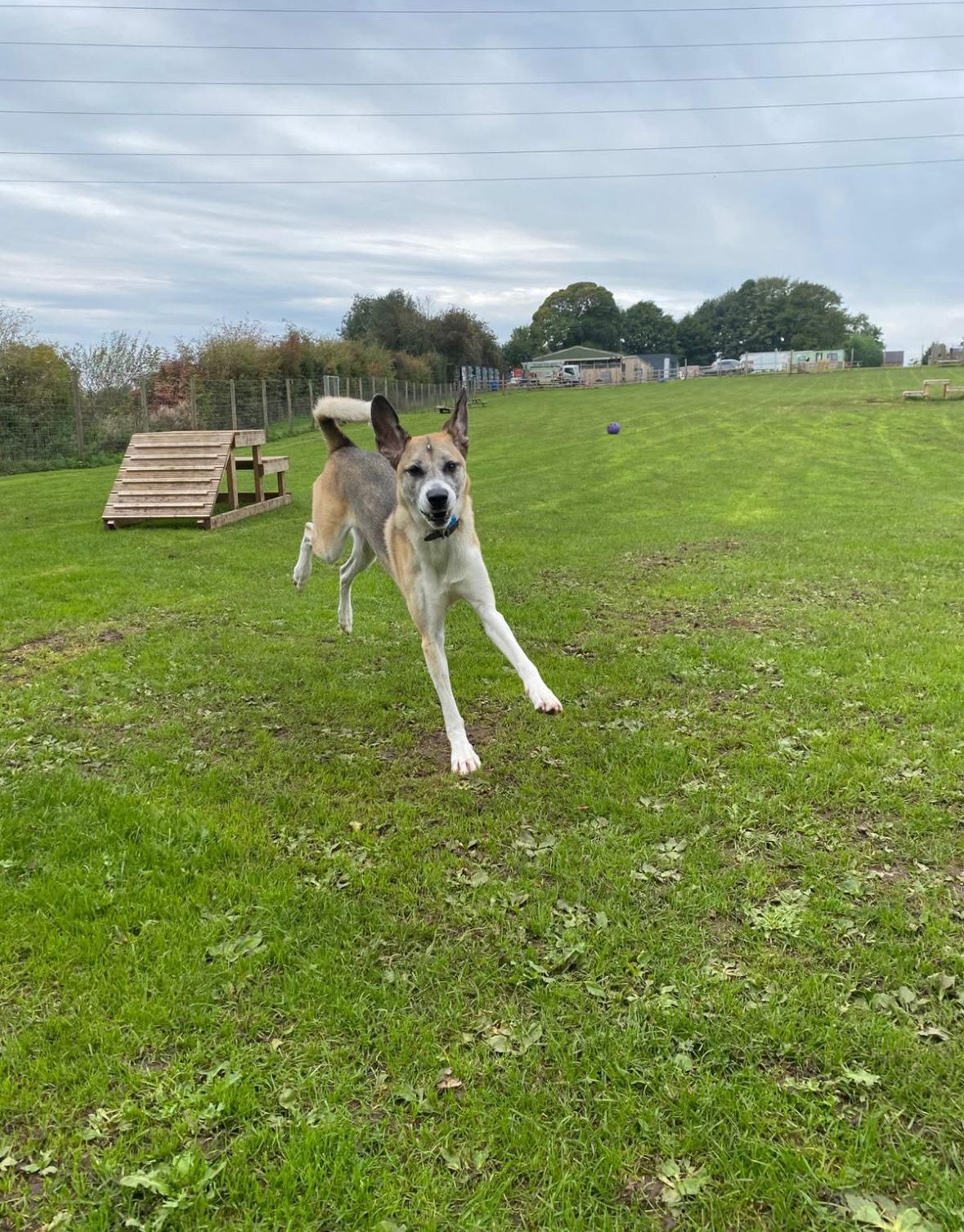 dog playing in the field. 