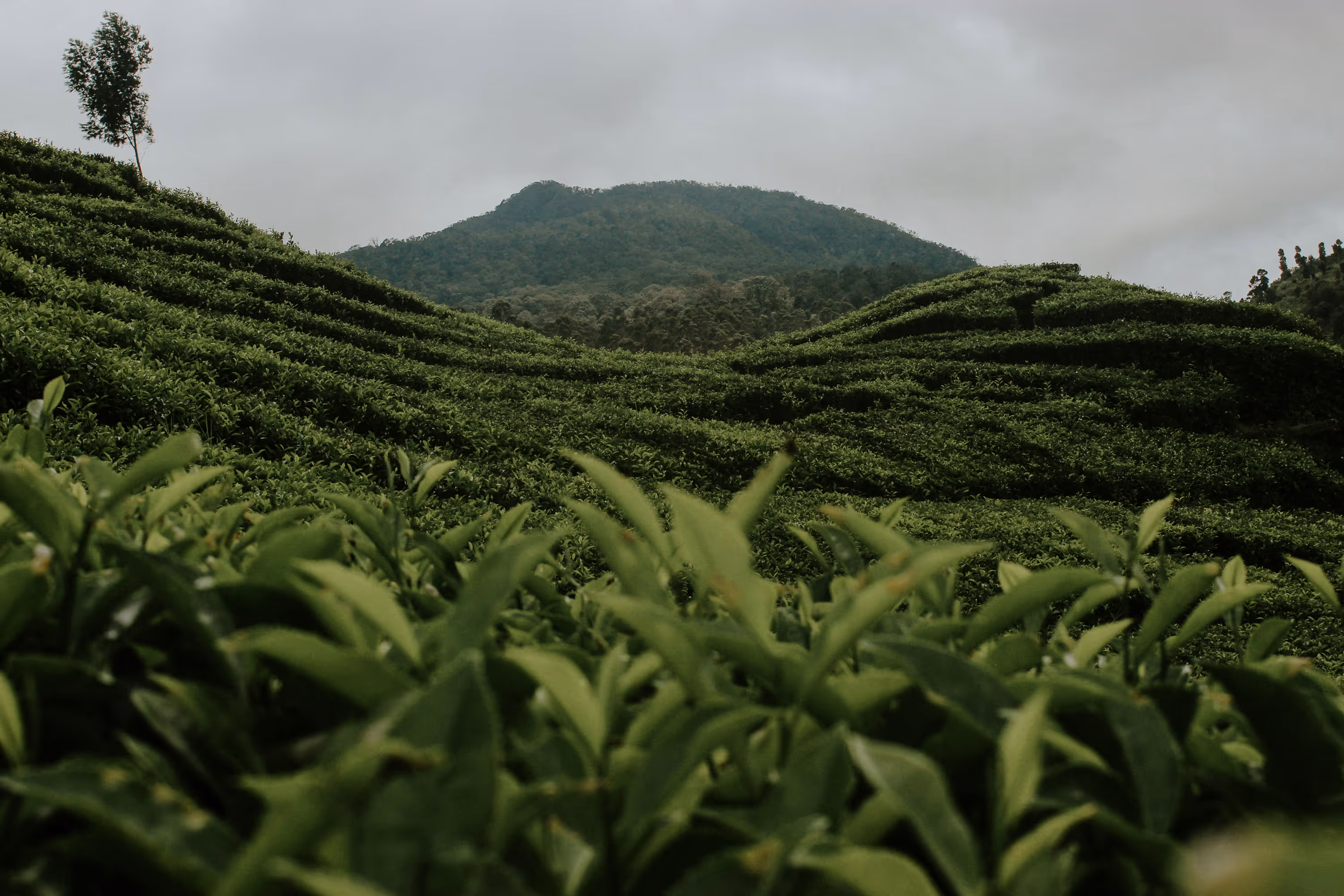 A wide field of a tea plantage with a hill in the background.