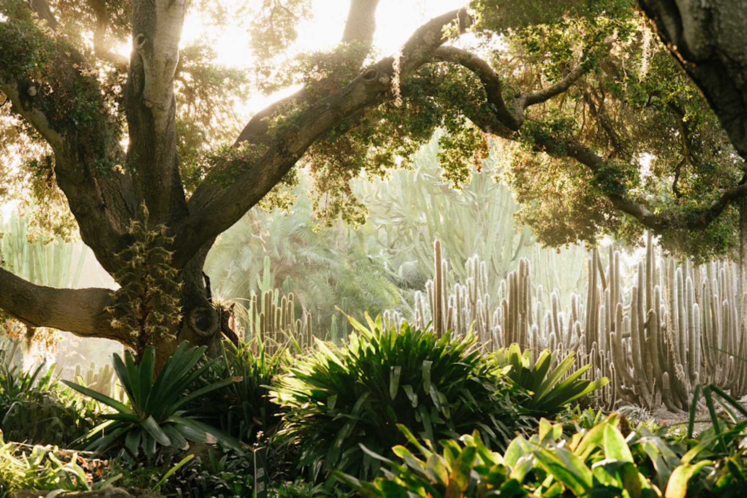 Sunlit garden with large tree branches arching overhead and tall cacti surrounded by lush green plants.