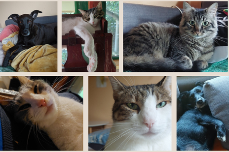 image of a diverse team in a meeting (for a edtech)