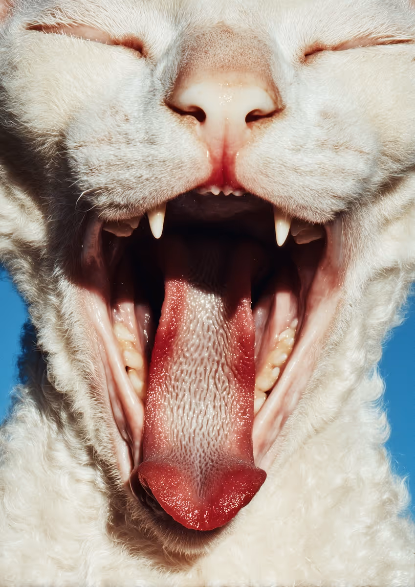  Yawning Cat Close-Up
