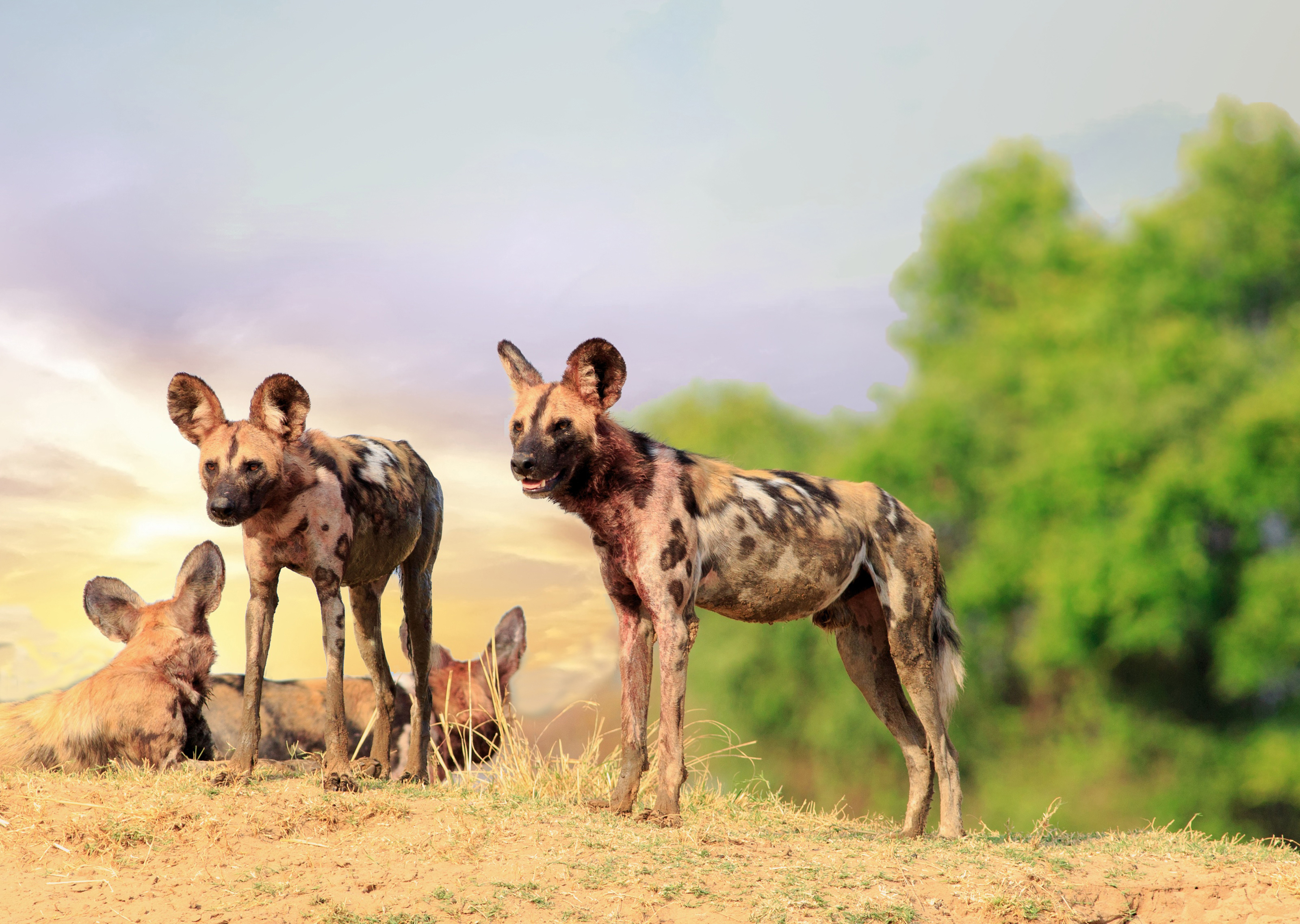 A pack of African Wild Dogs gathers in front of a bush
