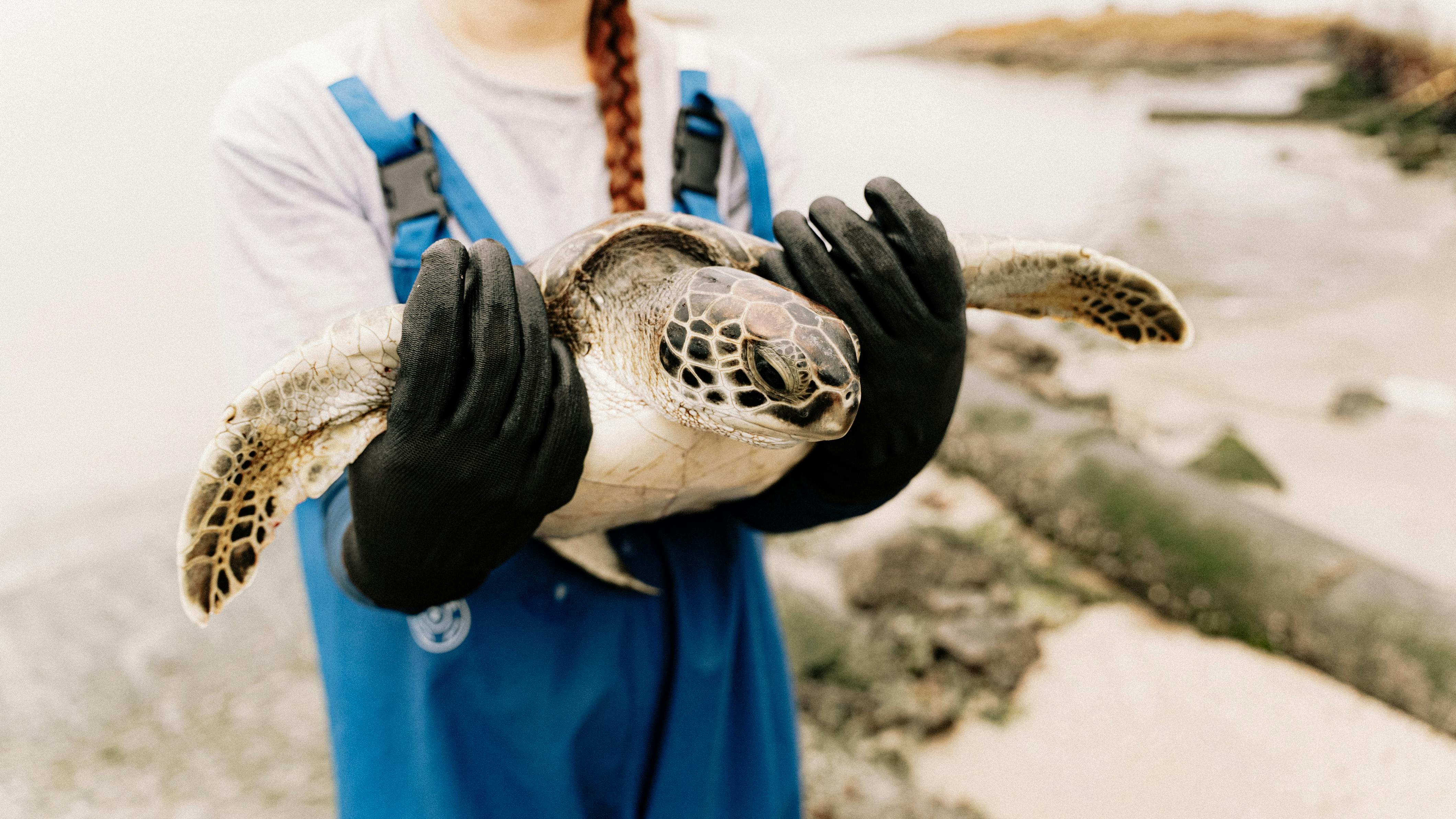 A person wearing black gloves and blue overalls holds a sea turtle in their arms. The turtle's face is towards the camera and we can see a beach scene in the background.