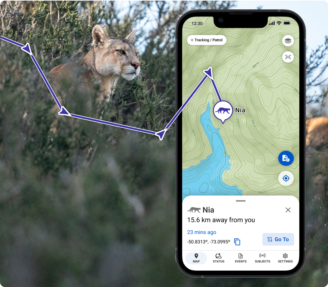 A phone displays a map with a tracked puma on it. Next to the phone is a puma, standing in some bushes or grass.