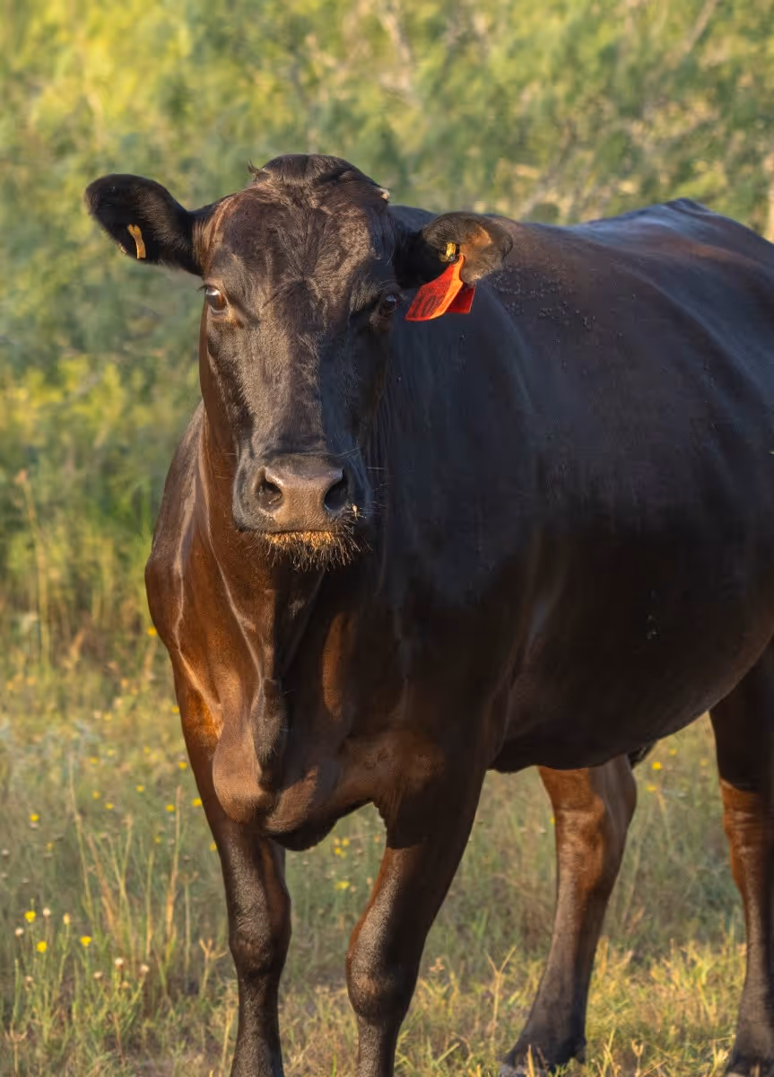 Black cow with red ear tag standing in grassy field