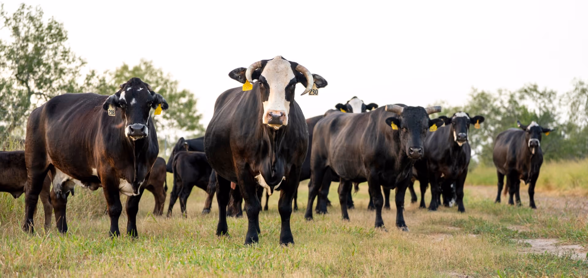 Herd of black and white tagged cattle standing in grassy pasture