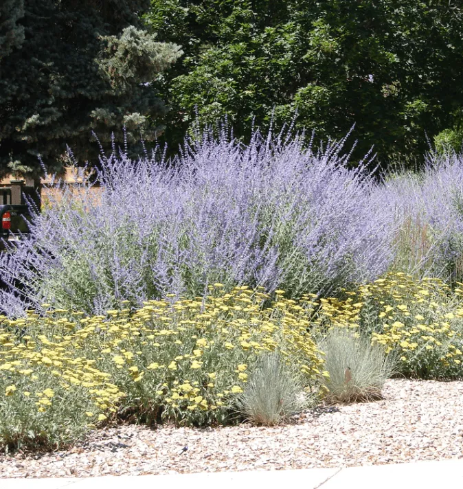 Xeriscaping Services in Austin, TX