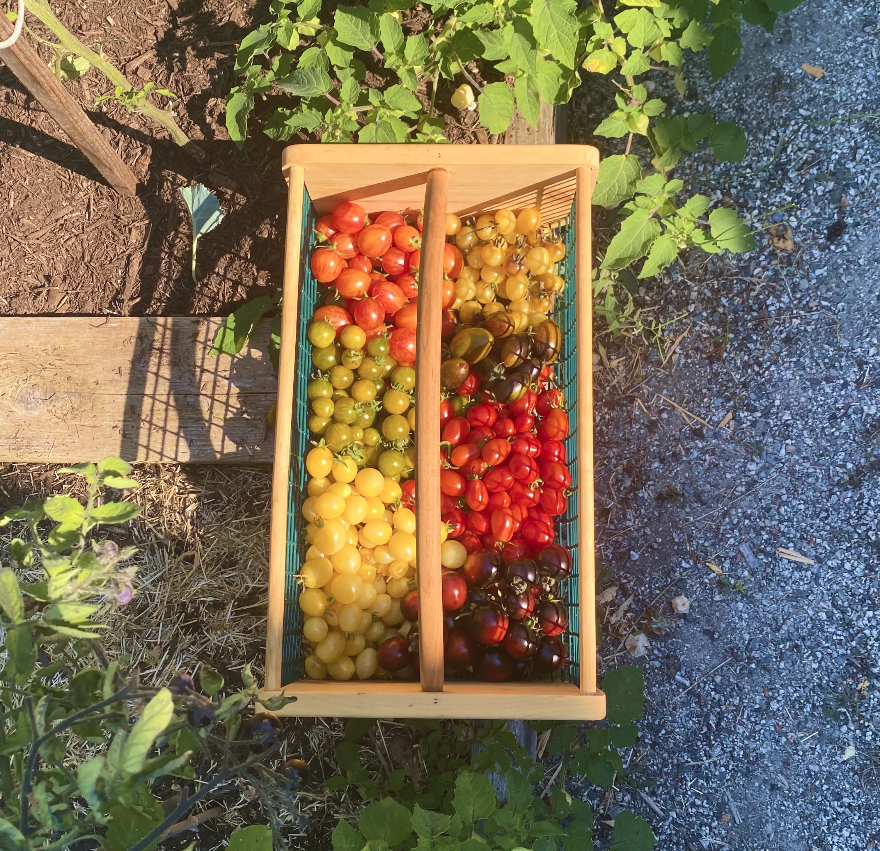 Wooden basket filled with various colorful cherry tomatoes in a garden setting.