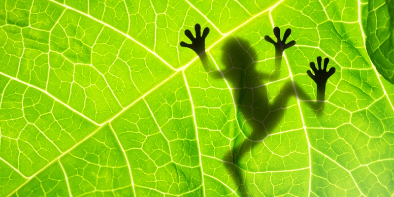 Silhouette of a small frog with outstretched limbs on a bright green leaf showing detailed veins.