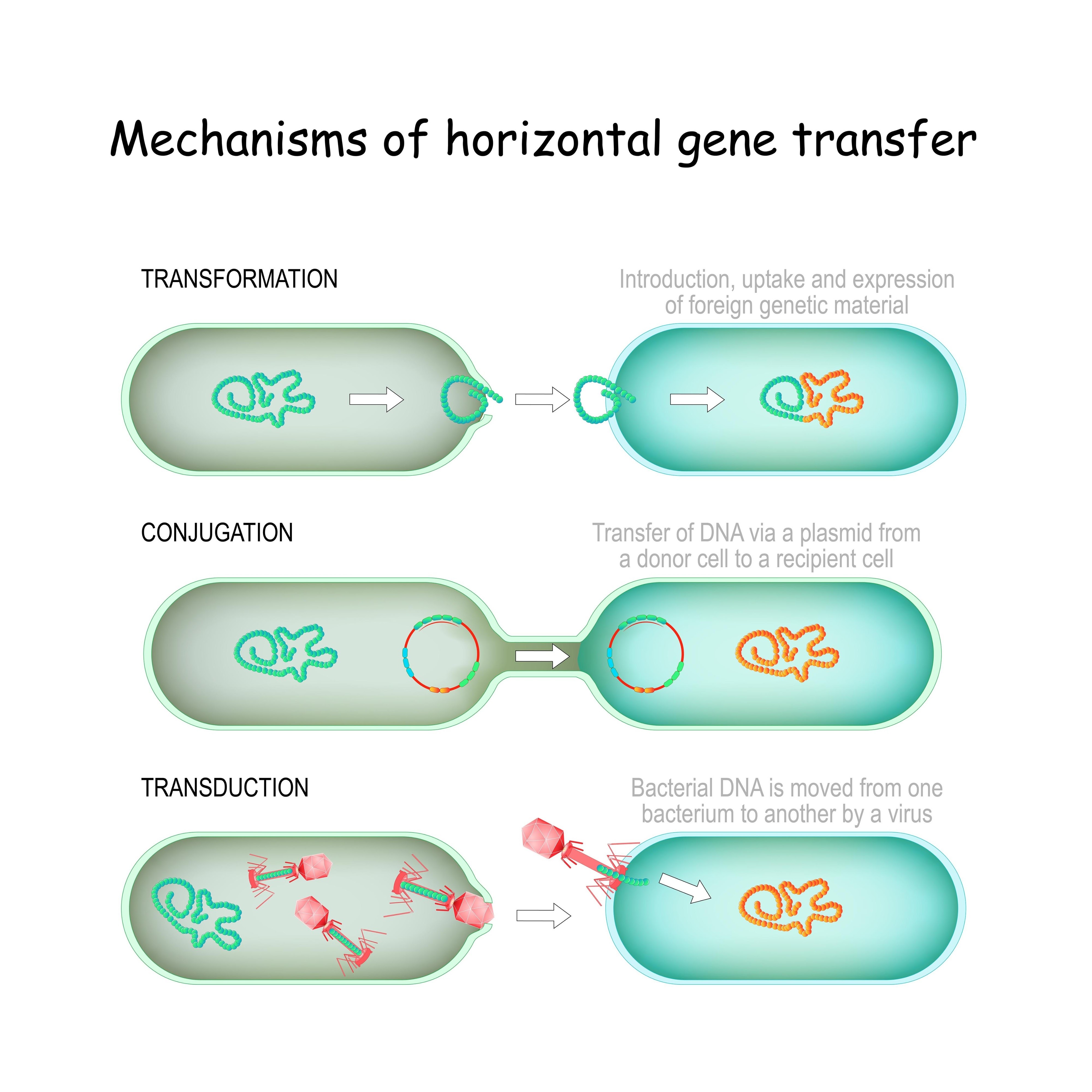 Image of gene transfer. horizontal Mechanisms
