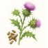 Illustration of a thistle plant with green spiky leaves, purple flowers, and a cluster of brown seeds.