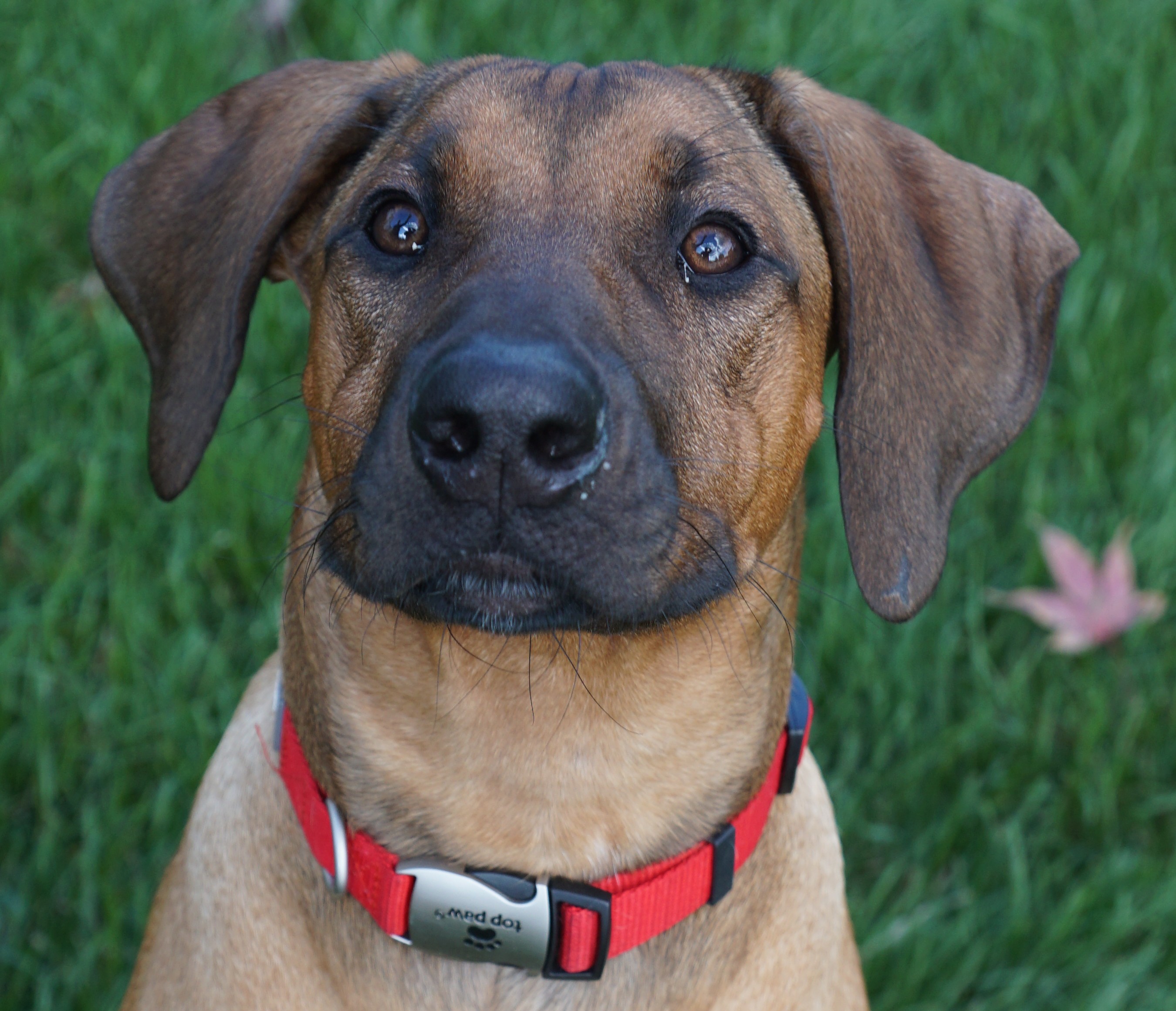 [headshot] image of customer (for an auto dealership)