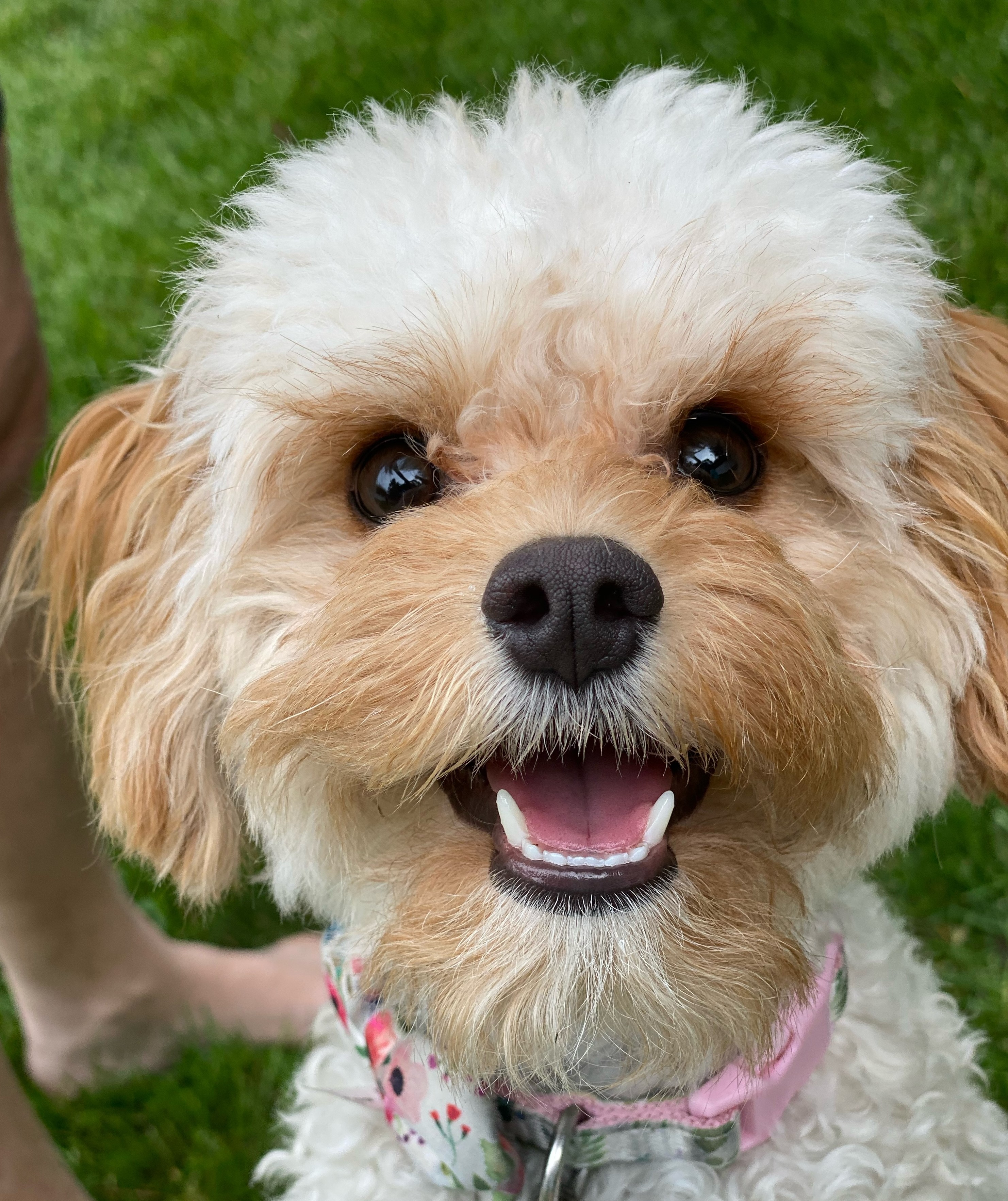 [headshot] image of customer (for a bars & pub)