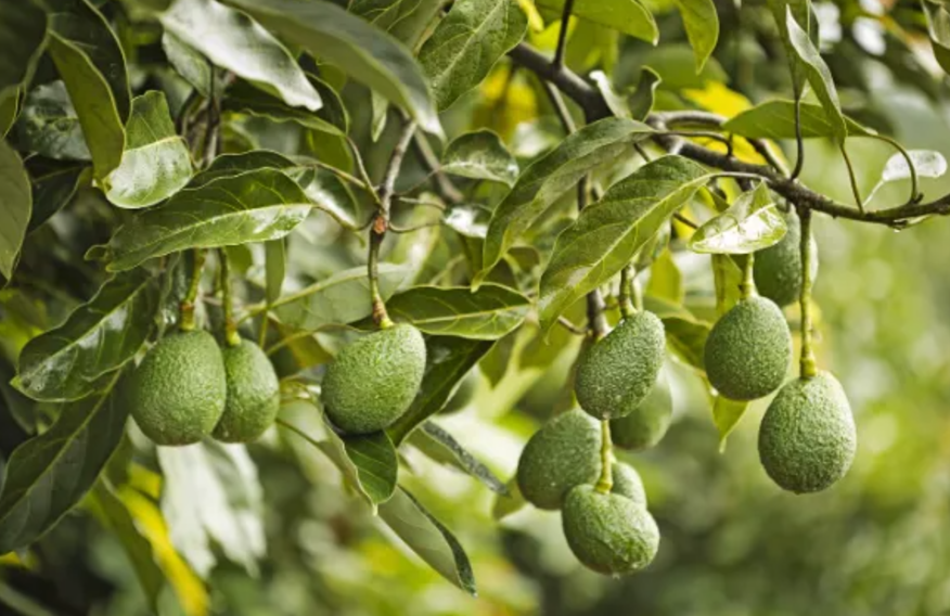 L’avocat, vedette de Fruit Attraction 2024