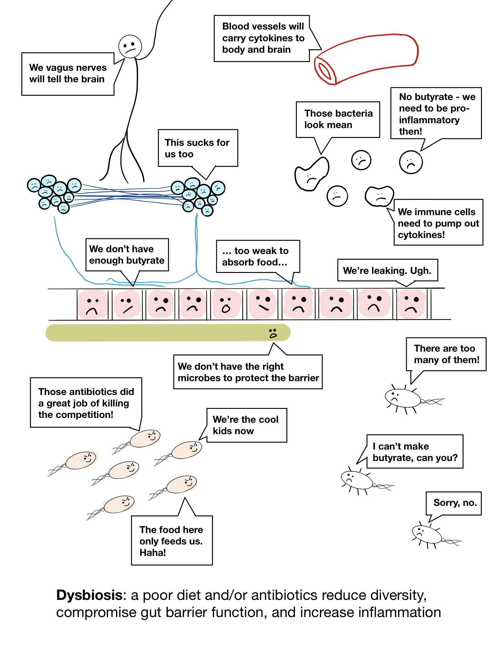 A cartoon/diagram depicting the mechaism behind how dysbiosis can compromise gut-barrier function and increase inflammation