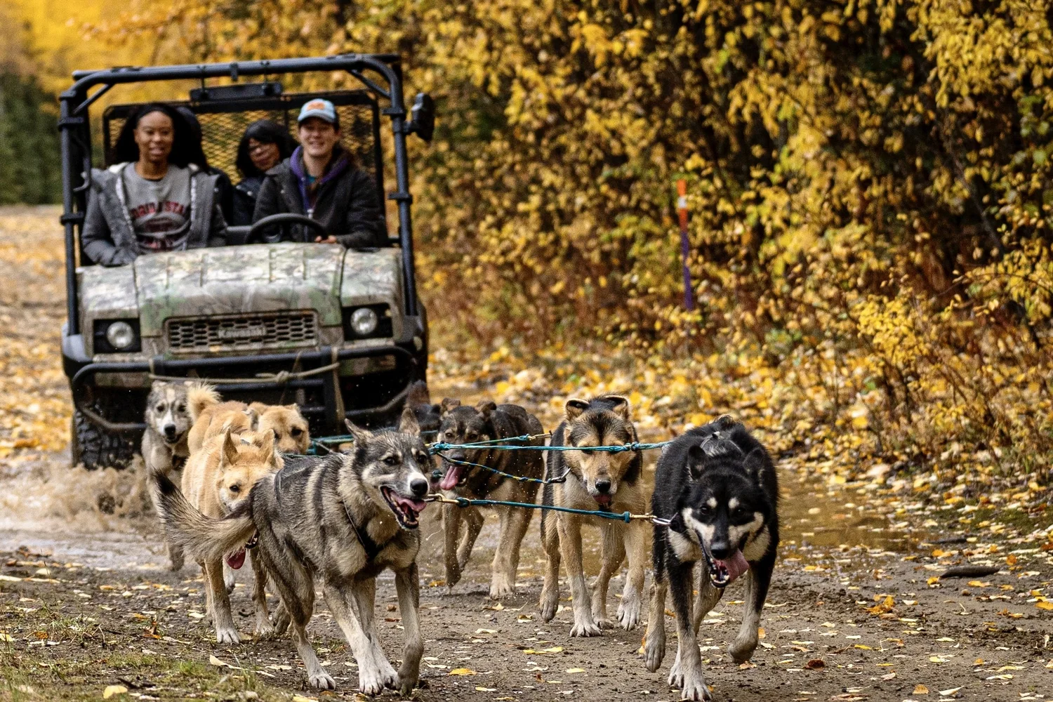 A team of sled dogs running on a dirt path with three people riding a utility vehicle behind them in autumn.