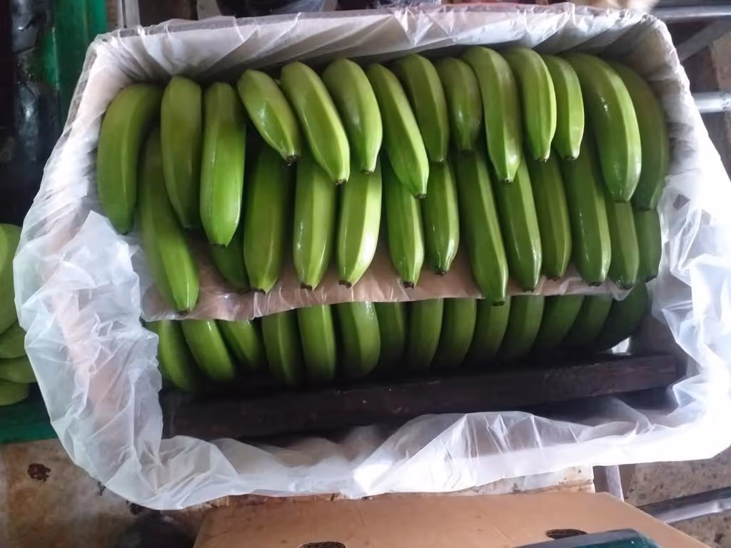 fresh house group box with bananas