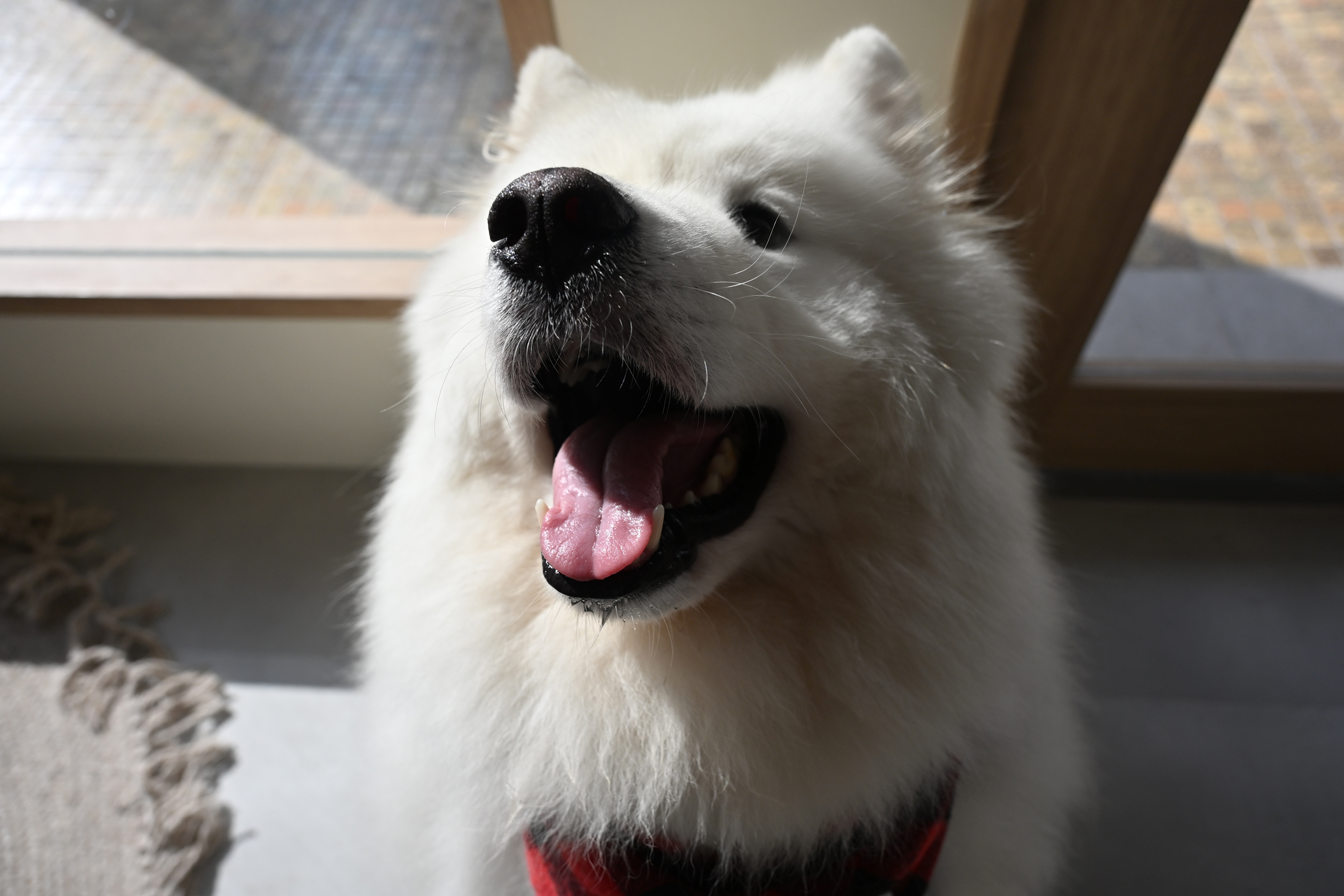 Close-up of a fluffy white dog with its mouth open and tongue out indoors near a window.