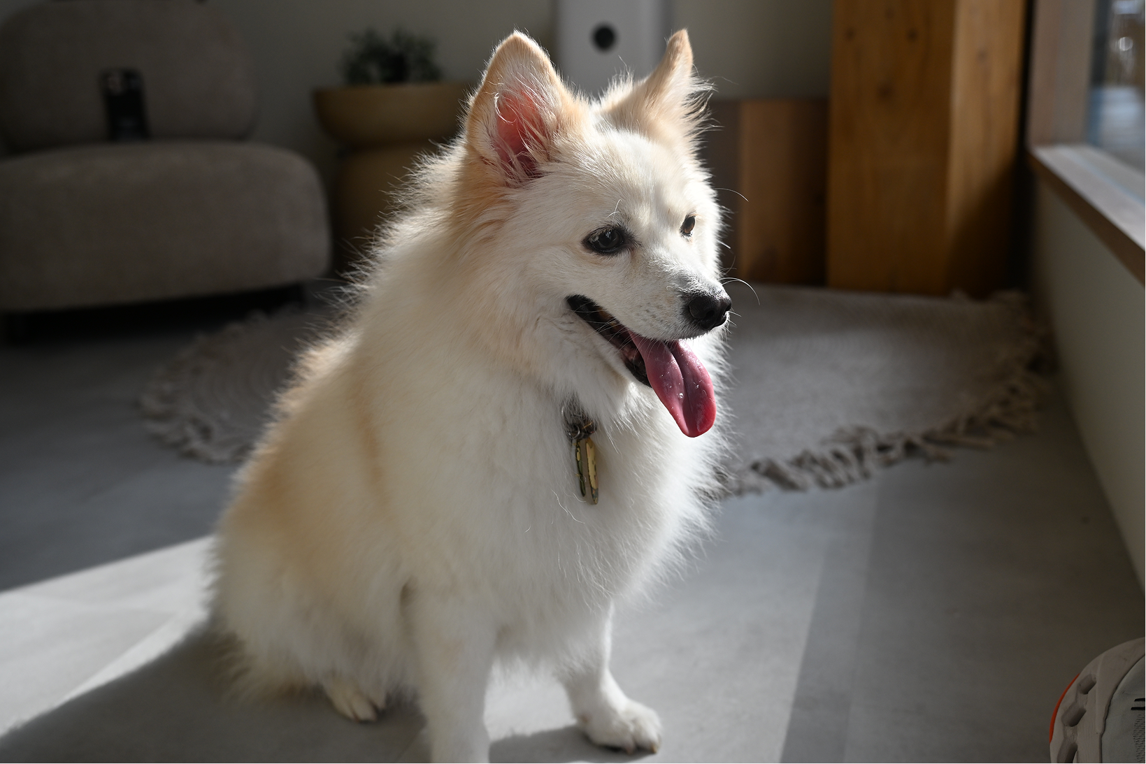 Fluffy white dog sitting indoors with its tongue out near a window with sunlight.