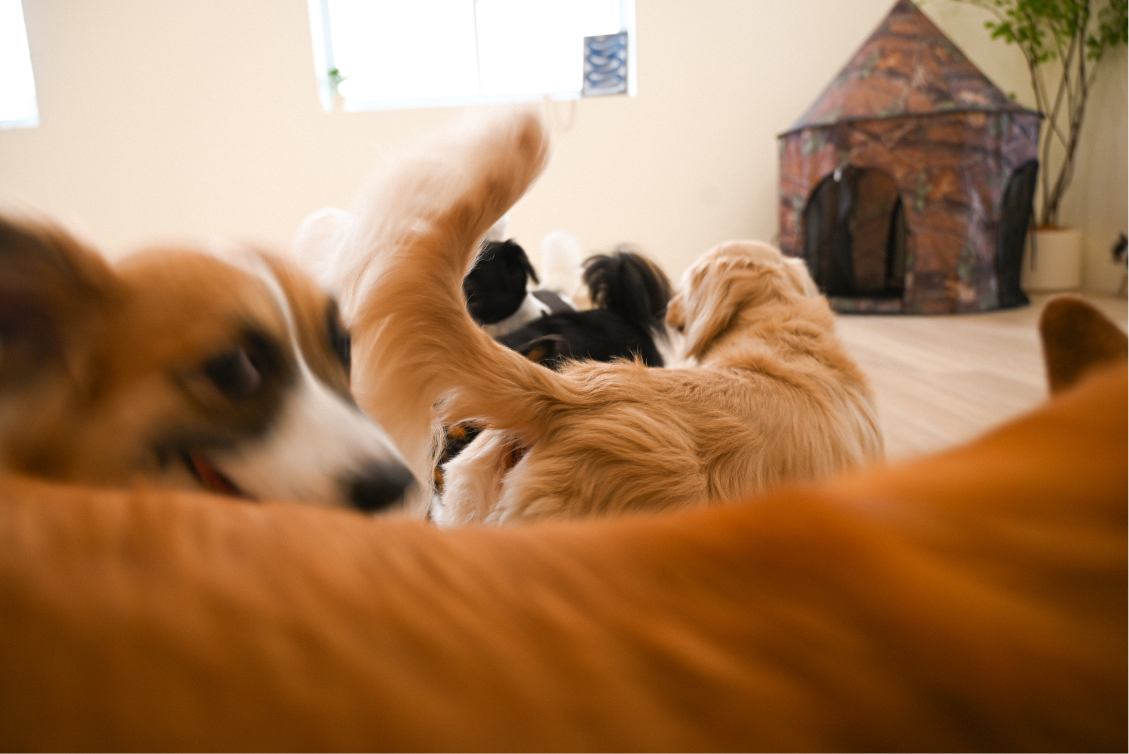 Several dogs lounging indoors near a fabric dog house with a potted plant in the background.