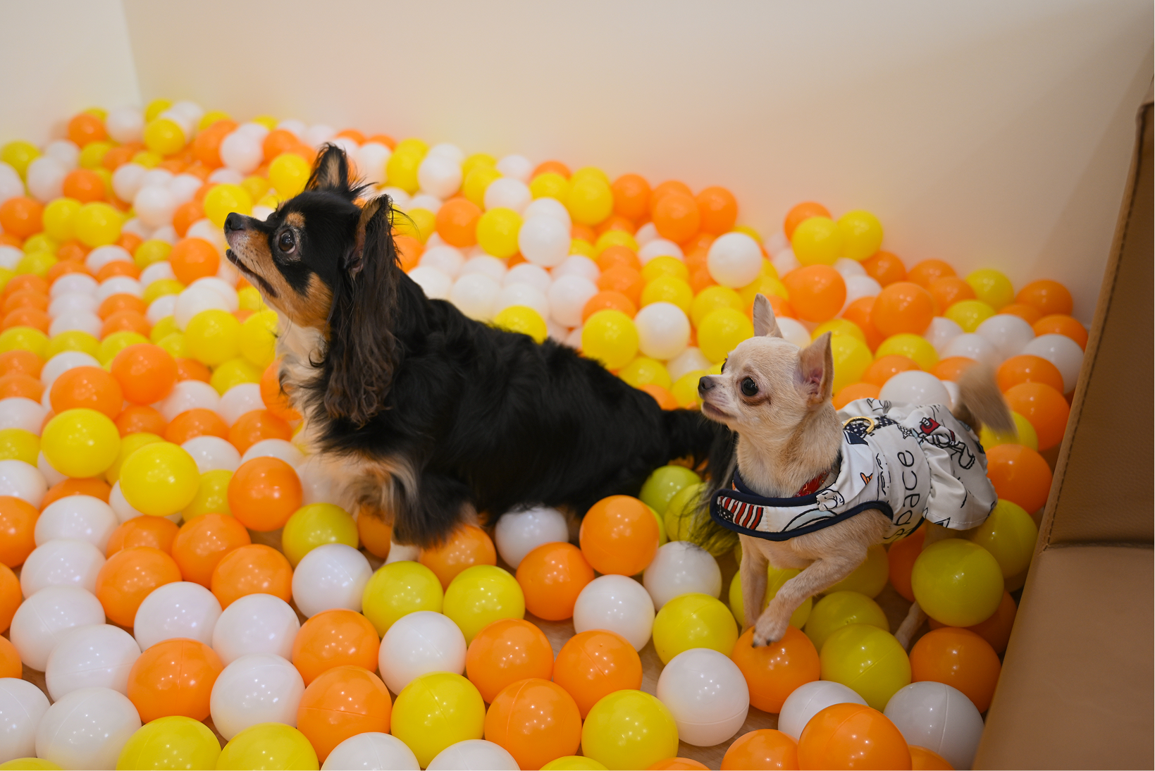 Two small dogs, one black and tan and one light-colored wearing a dress, sitting in a ball pit with orange, yellow, and white balls.