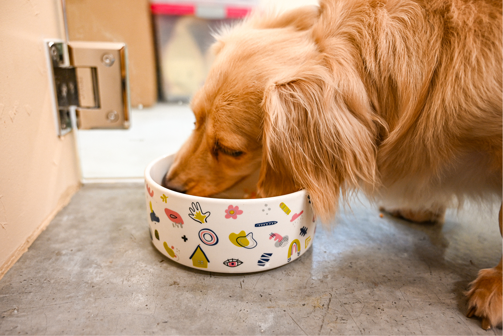 Golden retriever eating from a white bowl decorated with colorful abstract designs on a concrete floor.