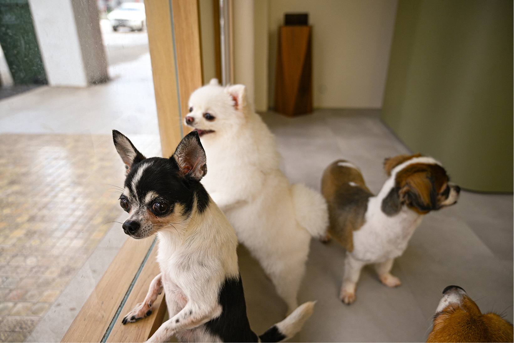 Four small dogs of different breeds inside a room, one black and white dog looking out a glass door.