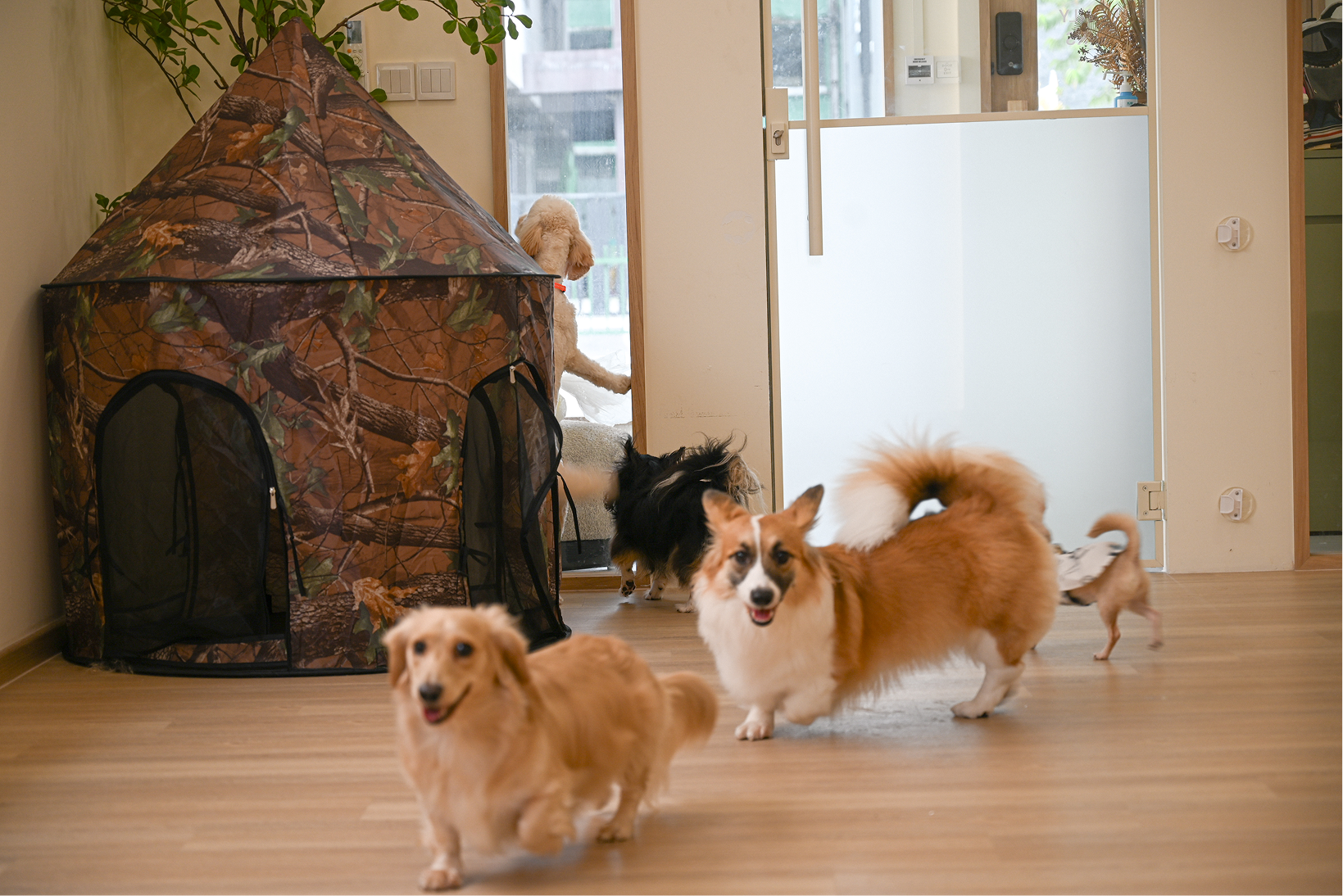 Four small dogs inside a room with wooden floor, including a tan Dachshund, a brown and white Corgi, a cream-colored dog by the door, and a tiny dog wearing clothes.
