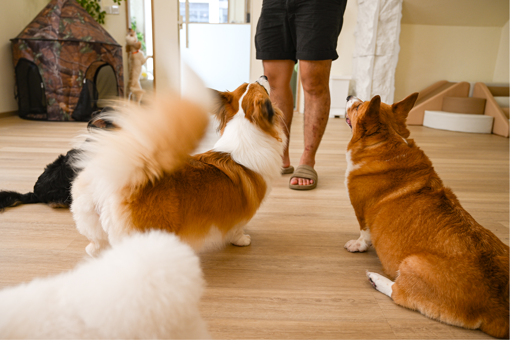 Three corgi dogs and one black dog attentively looking up at a person standing indoors on a wooden floor.