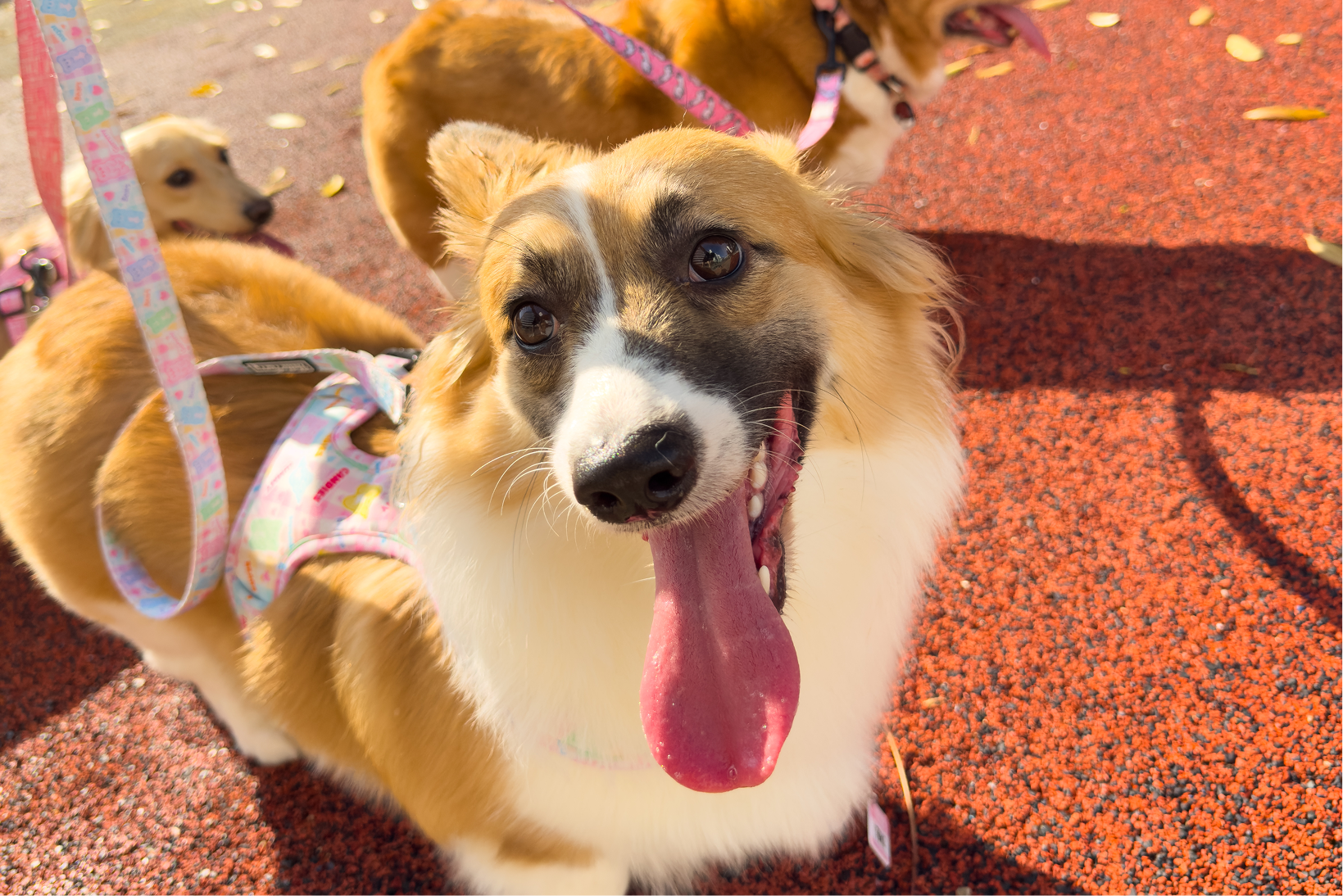 Happy corgi dog with tongue out wearing a colorful harness on a red textured ground.