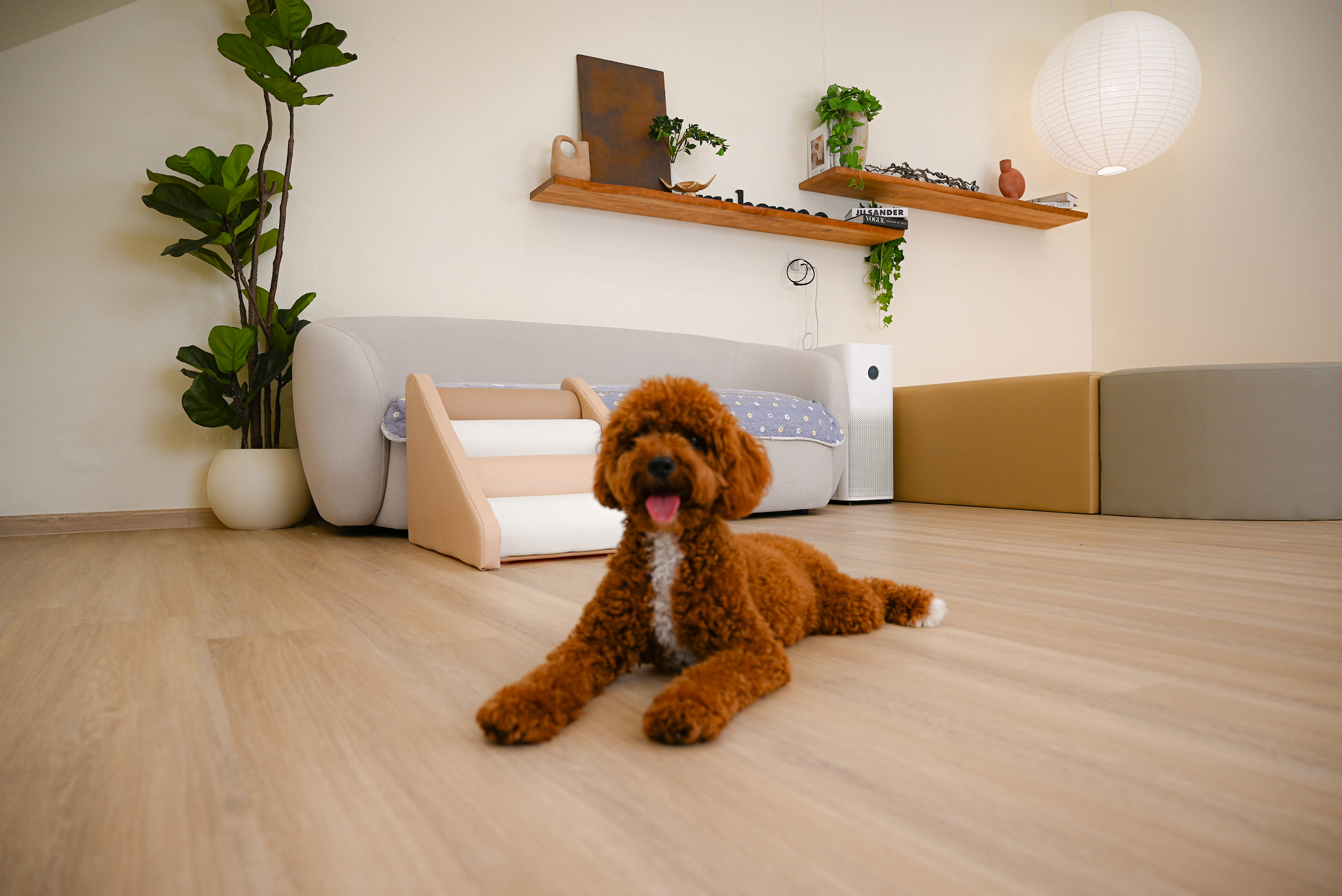 Curly brown dog with white chest lying on wooden floor in a modern living room with a gray sofa, plant, and hanging round lamp.
