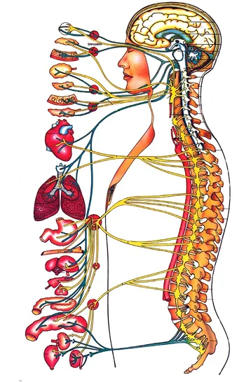 Anatomy Chiropractic Care