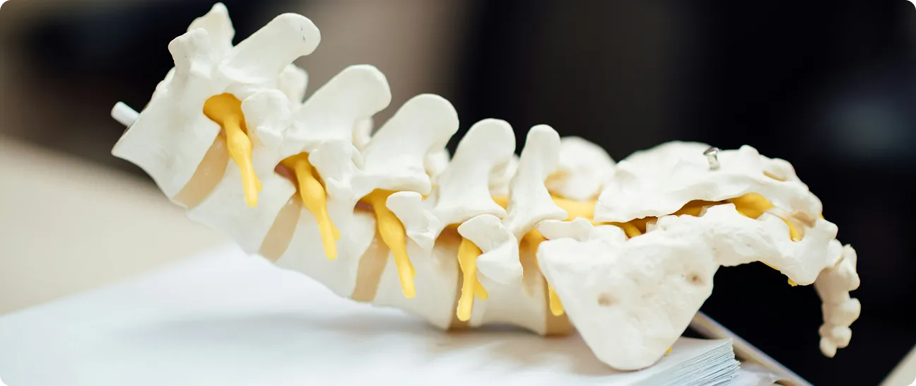 Spine