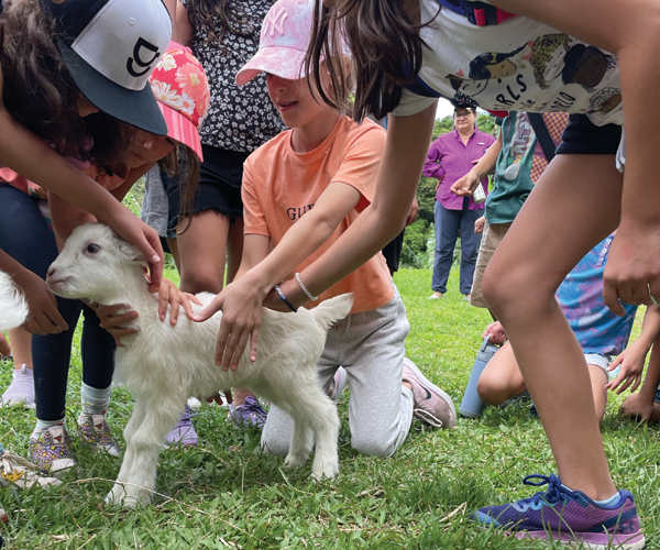 queso-de-cabra-artesanal-kiaora-farms-panama