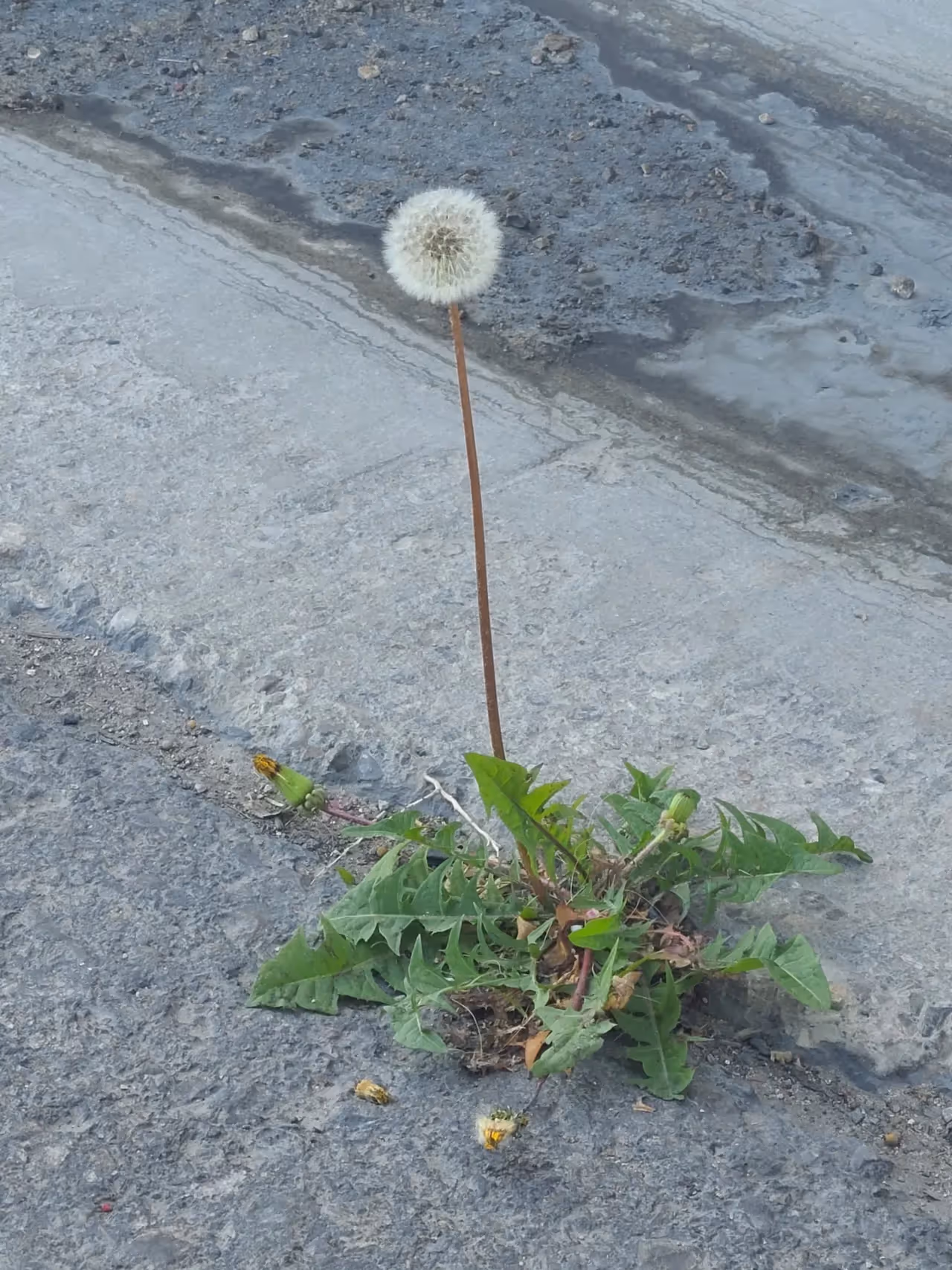 Return to Work Post-Covid