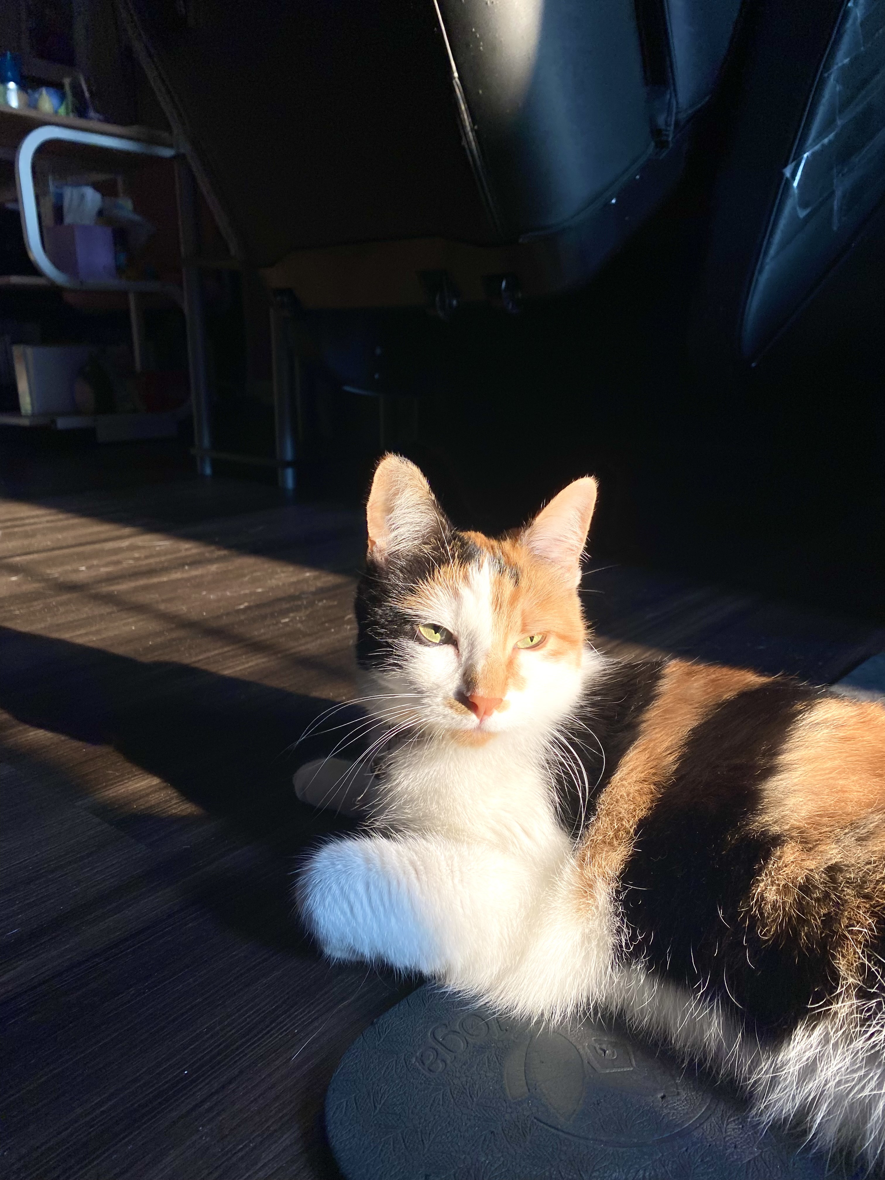 [digital project] image of a complete branding project (for a web design agency)