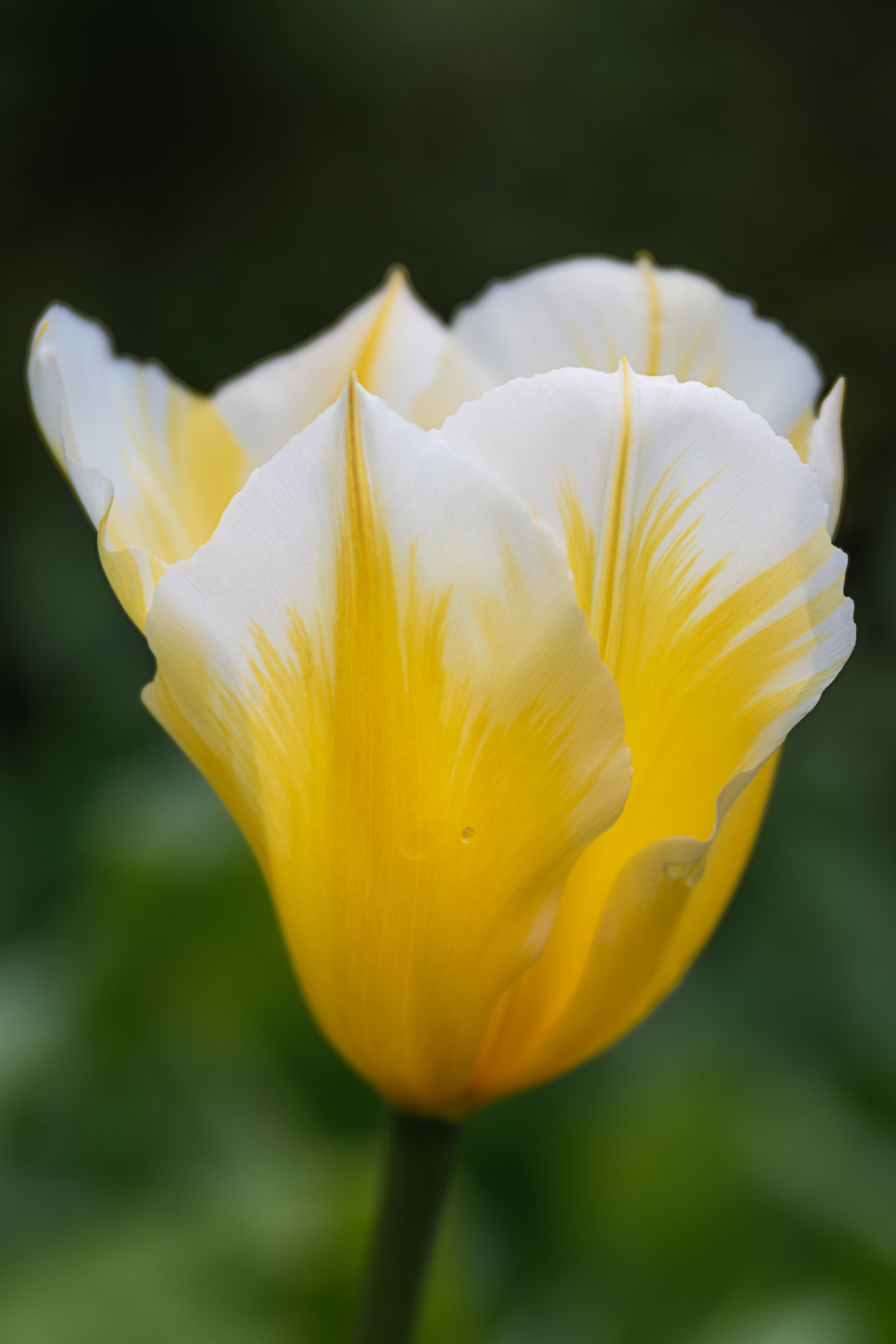 Rising Wellness Thyroid 3