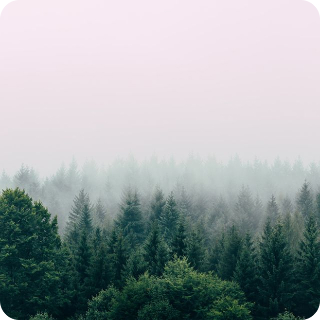 trees and fog