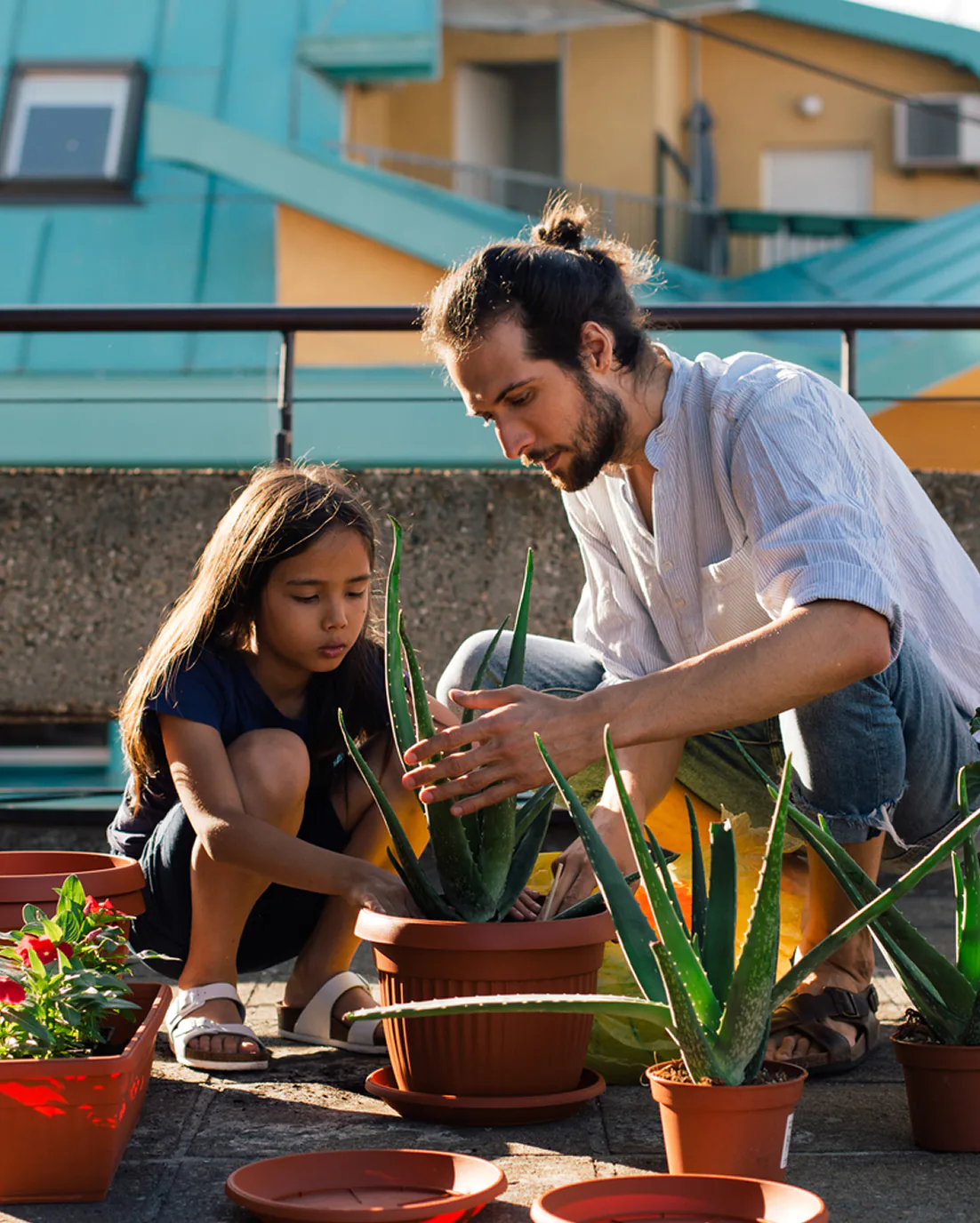 A man and a young girl tending to aloe vera plants in pots on an outdoor patio.