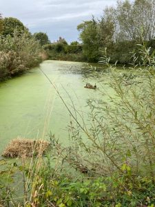 Dissolved Oxygen Levels