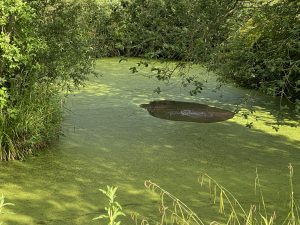 Solar Aerator running in pond covered in blanket weed SolarAir Result