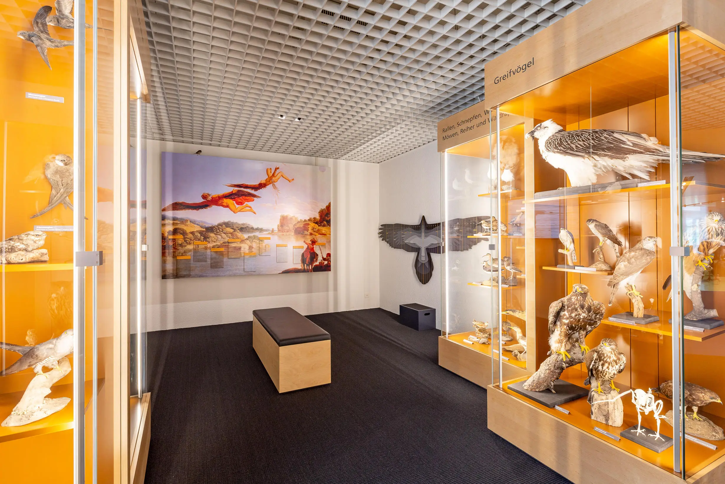 Innenraum eines Museums mit Vitrinen, die verschiedene Greifvogel-Exponate zeigen, und einem Wandbild mit fliegenden Figuren.