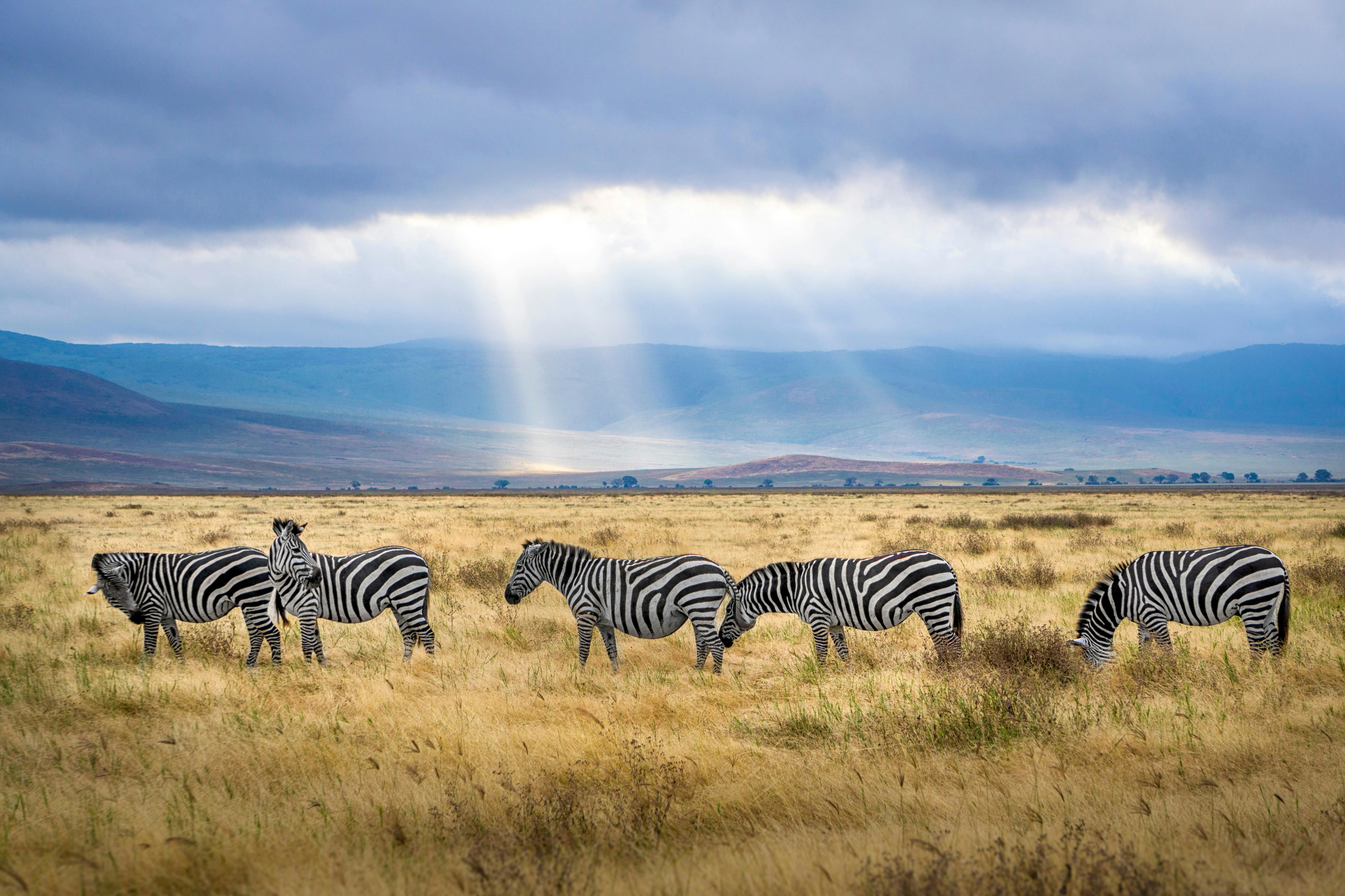 Safari en Tanzanie au parc national du Serengeti avec vue panoramique sur la savane africaine