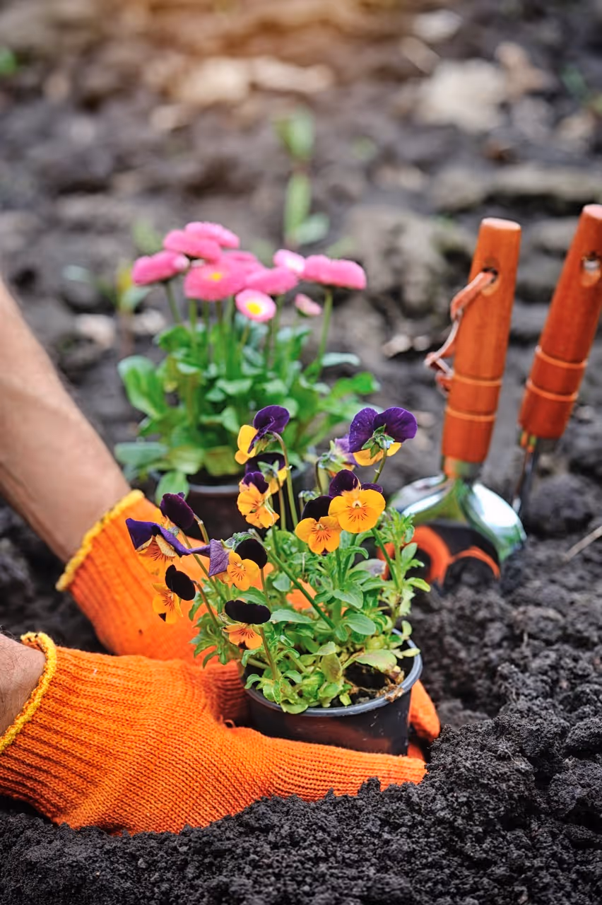 gardeners hands planting flowers in a garden