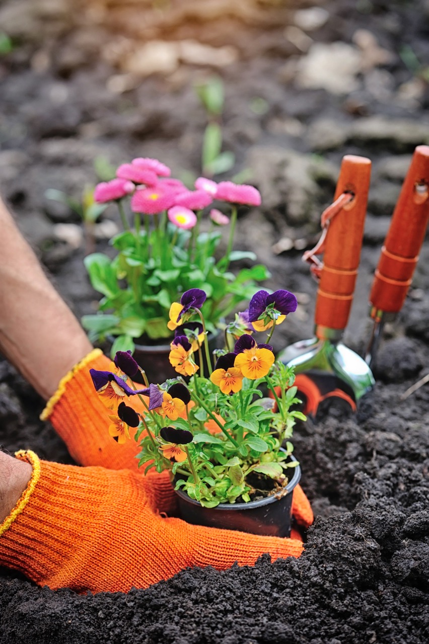 gardeners hands planting flowers in a garden