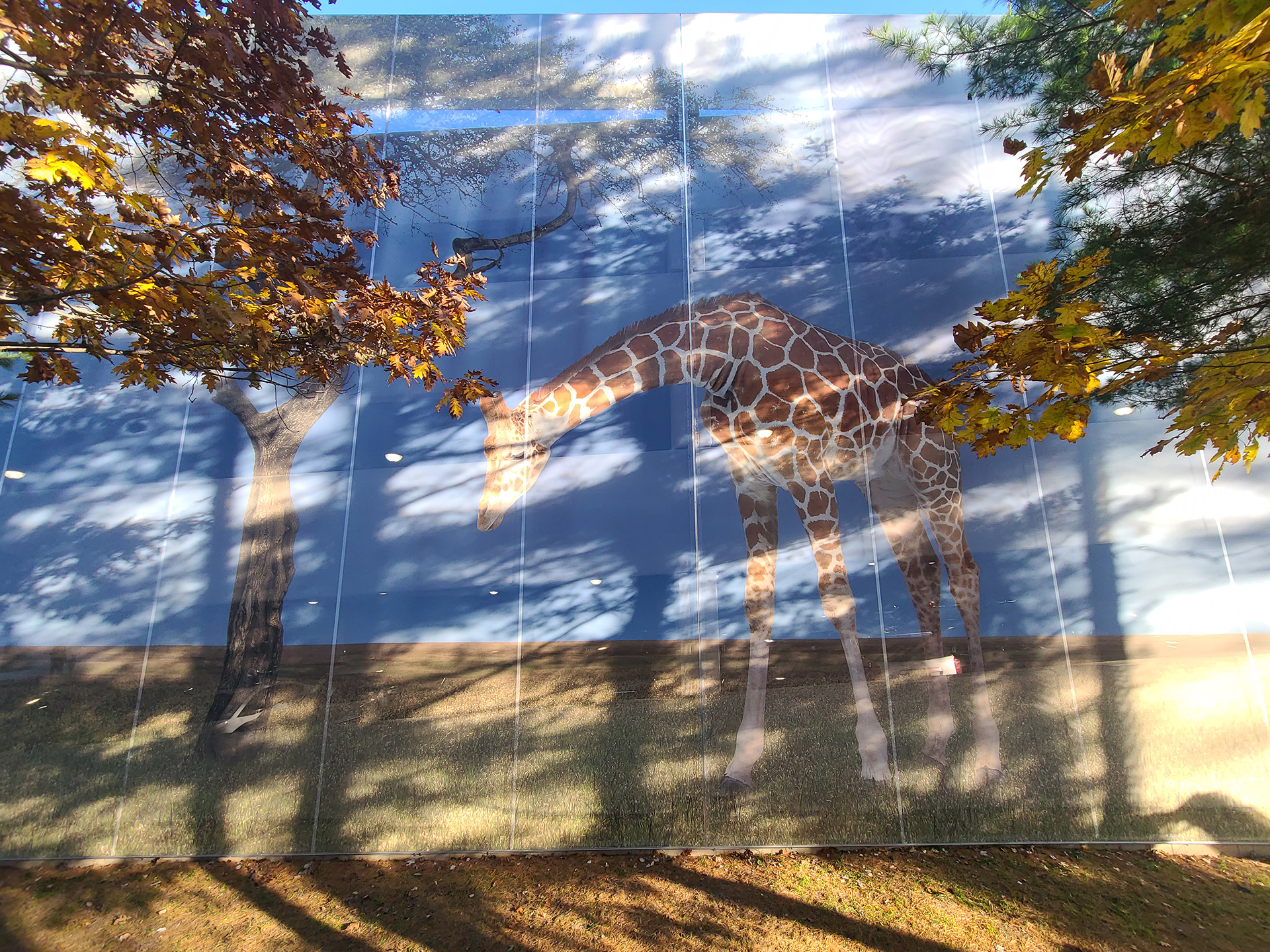 Another image of the giraffes on the facade.