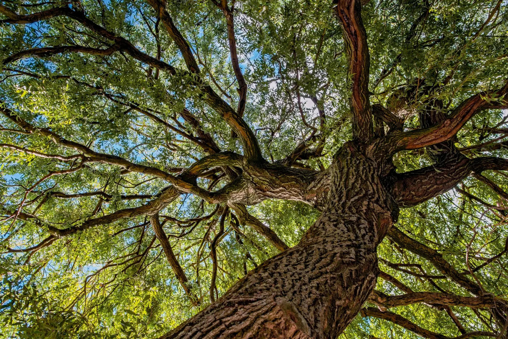 looking up a tree at the sprawling branches
